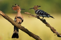 Dudek chocholaty - Upupa epops - Common Hoopoe o1614